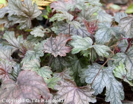 Tarhahaltiankukka, Heucherella 'Silver Streak'
